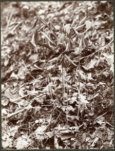 01-Uvularia-grandiflora-FortSnelling.jpg