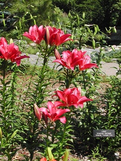 Lily-Arboretum2.jpg