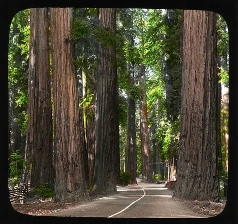 Redwoods1-una493613.jpg