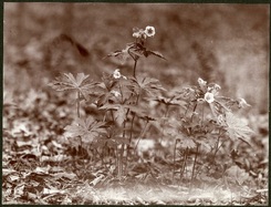 03-Geranium-maculatum-FtSnelling.jpg