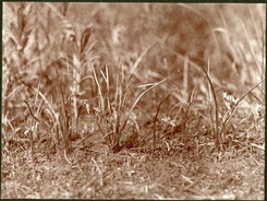 05-Hypoxis-hirsuta-Minnehaha.jpg