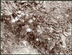 07-Sanguinaria-canadensis-Minnehaha.jpg