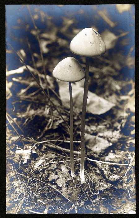 Fungus2.jpg