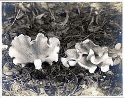 Fungus6.jpg