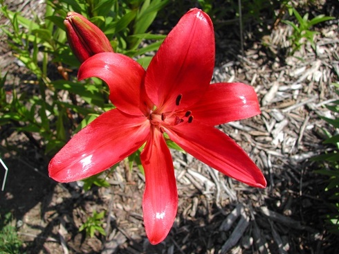 Lily-Arboretum1.jpg