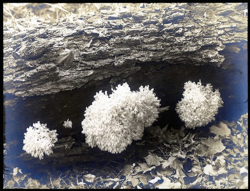 Fungus-04-Hydnum-coralloides.jpg