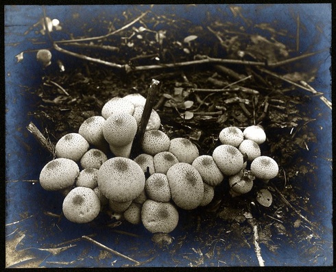 Fungus01-Lycoperdon-gemmatum.jpg