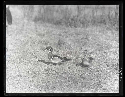 Jager-Ducks.jpg