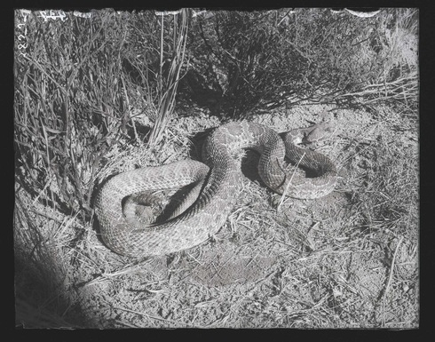 Rattlesnake1-una430601.jpg