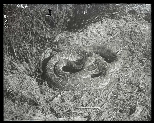 Rattlesnake2-una430603.jpg