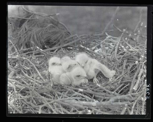 Red-tailedHawks-1924-2una430623.jpg