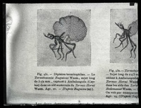 Termites5-una427963.jpg