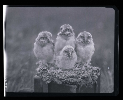 BurrowingOwls-1una430913.jpg