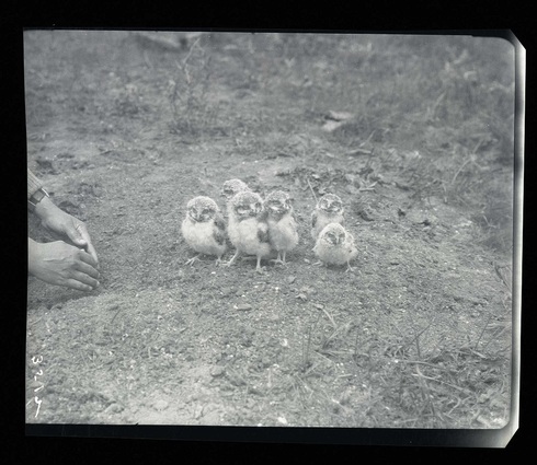 BurrowingOwls-4una430921.jpg