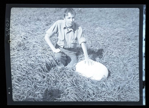 Puffball-una441711.jpg