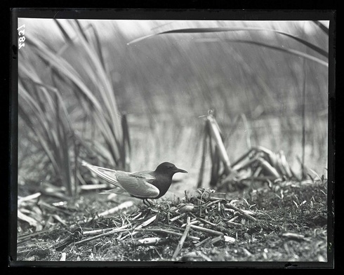 BlackTern1-UNA424064.jpg