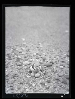 PipingPlover1-una441672.jpg