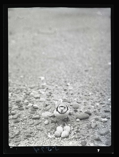 PipingPlover2-una441673.jpg