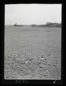 PipingPlover3una441682.jpg