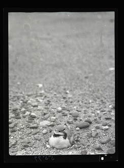 PipingPlover4-una441678.jpg