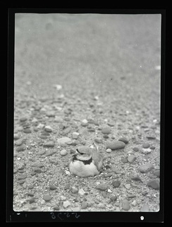 PipingPlover5-una441679.jpg