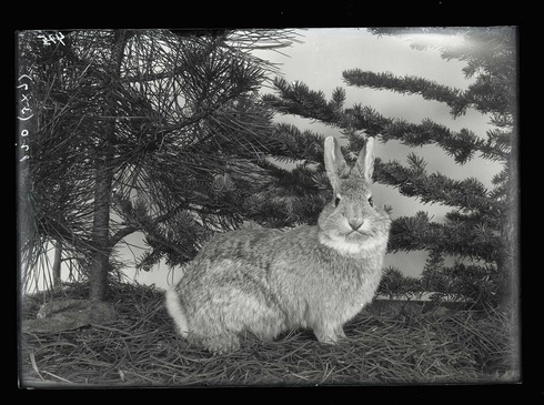 Cottontail3-una438397.jpg