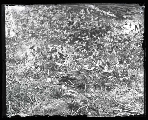 MallardDuck-hiding-UNA383129.jpg