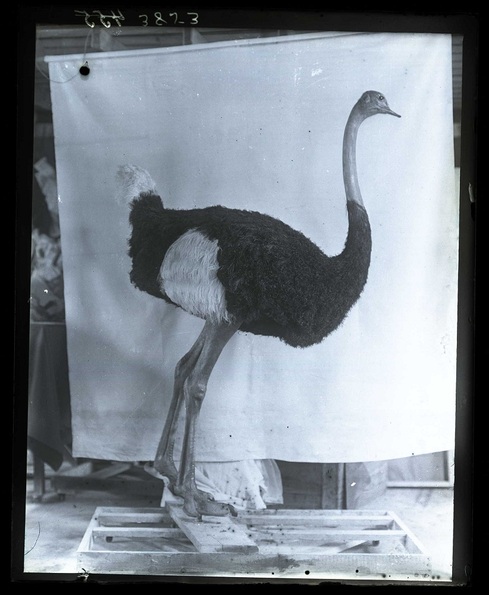 Ostrich-una430597.jpg