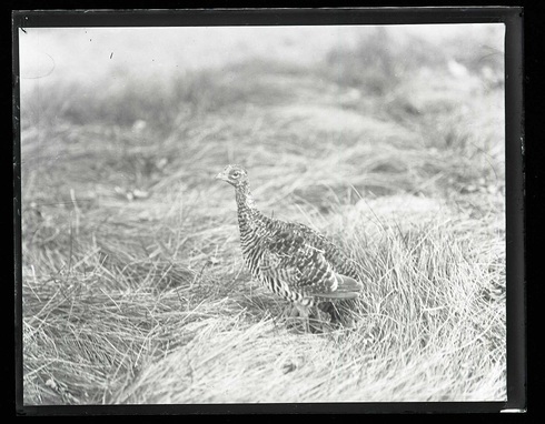 PrairieChicken-una400586.jpg