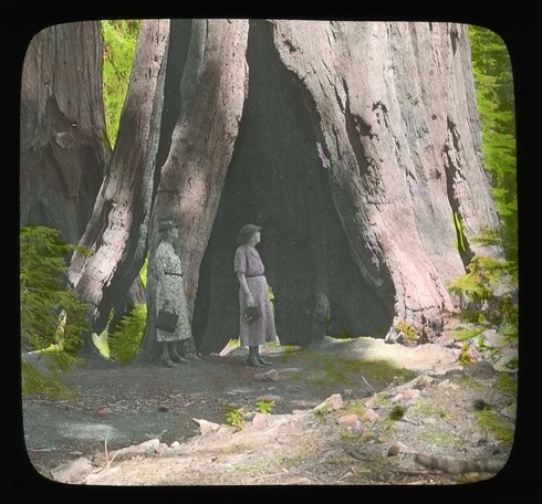 Redwoods-una493638.jpg