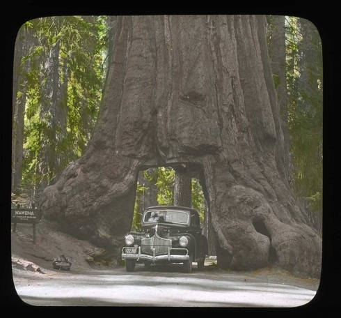 Redwoods-una493648.jpg